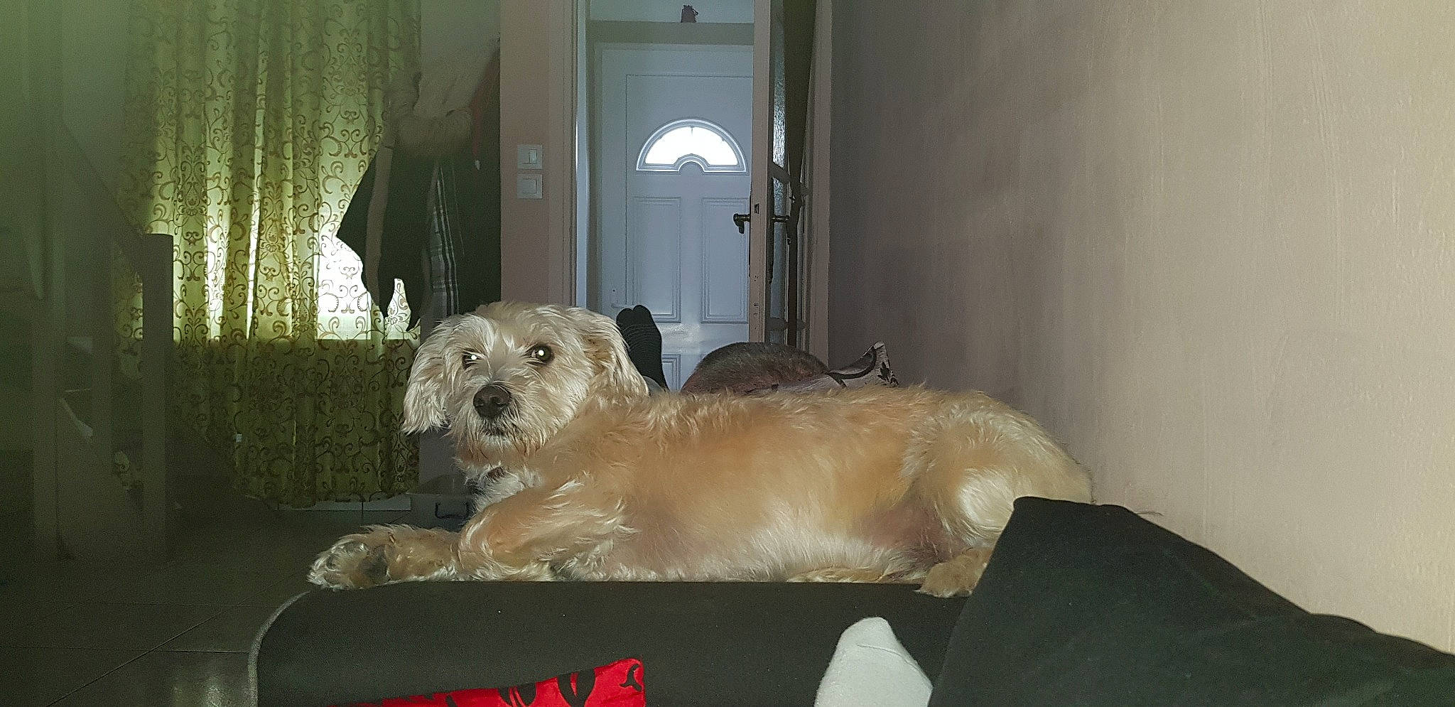 Rocky participe au concours pour gagner de l'argent avec cette photo : cairn_terrier, canidae, carnivore, companion_dog, dog, dog_breed, dutch_smoushond, glen_of_imaal_terrier, mammal, morkie, small_terrier, sporting_group, terrier, vertebrate, west_highland_white_terrier