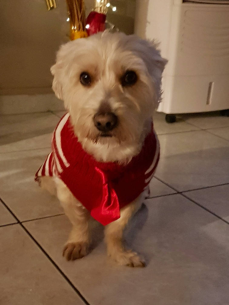 Rocky a rejoint le concours — aidez-le/la à gagner de superbes lots ! cairn_terrier, canidae, carnivore, companion_dog, dog, dog_breed, glen_of_imaal_terrier, maltese, mammal, morkie, puppy, rare_breed_dog, schnoodle, sealyham_terrier, small_terrier, snout, sporting_lucas_terrier, terrier, toy_dog, west_highland_white_terrier