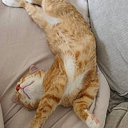 Gribouille a rejoint le concours — aidez-le/la à gagner de superbes lots ! cat, ginger_cat, sleeping, relaxing, feline, pet, indoor, couch, cozy, fur, whiskers, paws, pink_nose, stretching, comfort, domestic_animal, animal, bedroom, rest, cute