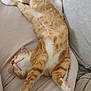 cat, ginger_cat, sleeping, relaxing, feline, pet, indoor, couch, cozy, fur, whiskers, paws, pink_nose, stretching, comfort, domestic_animal, animal, bedroom, rest, cute