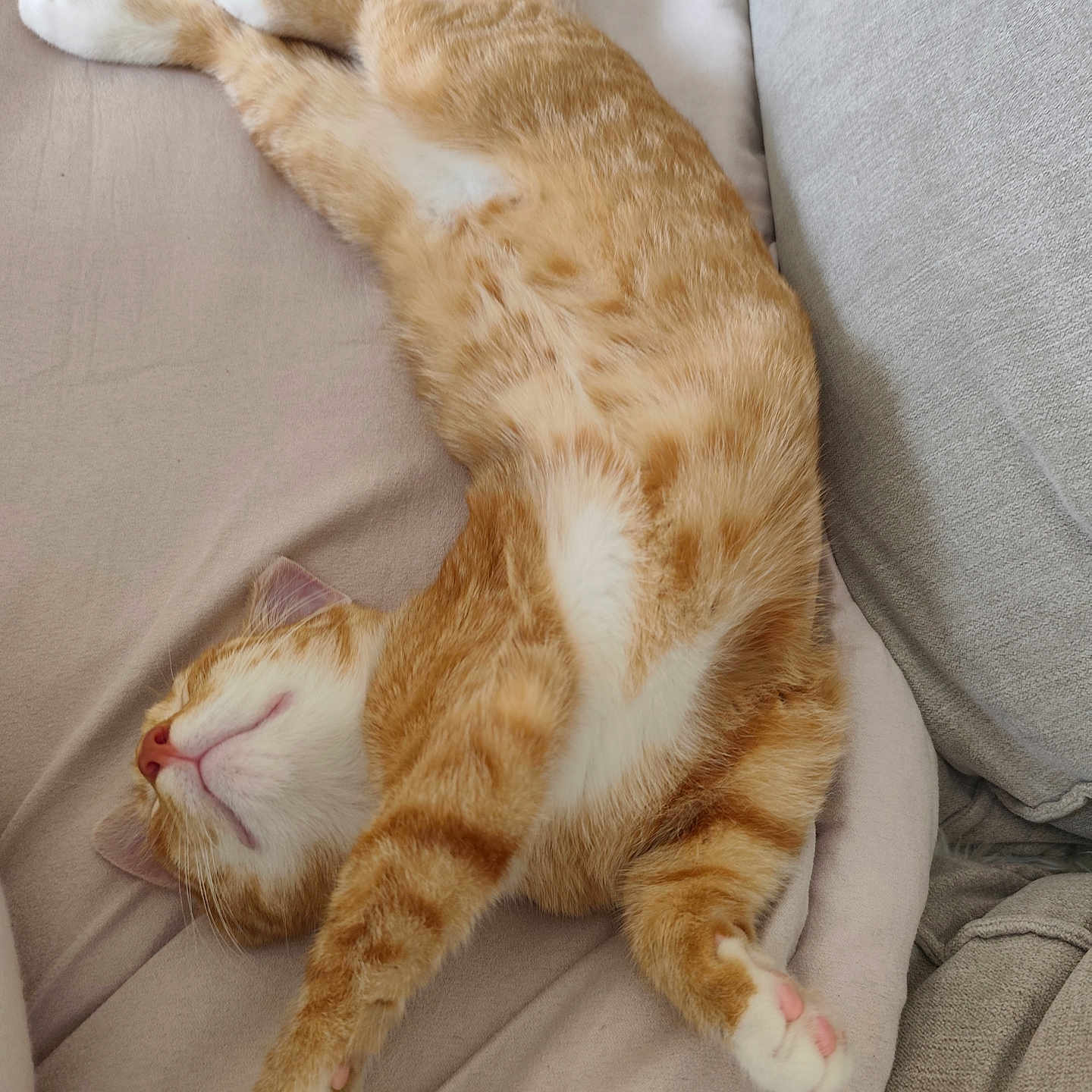 Gribouille a rejoint le concours — aidez-le/la à gagner de superbes lots ! animal, bedroom, cat, comfort, couch, cozy, cute, domestic_animal, feline, fur, ginger_cat, indoor, paws, pet, pink_nose, relaxing, rest, sleeping, stretching, whiskers