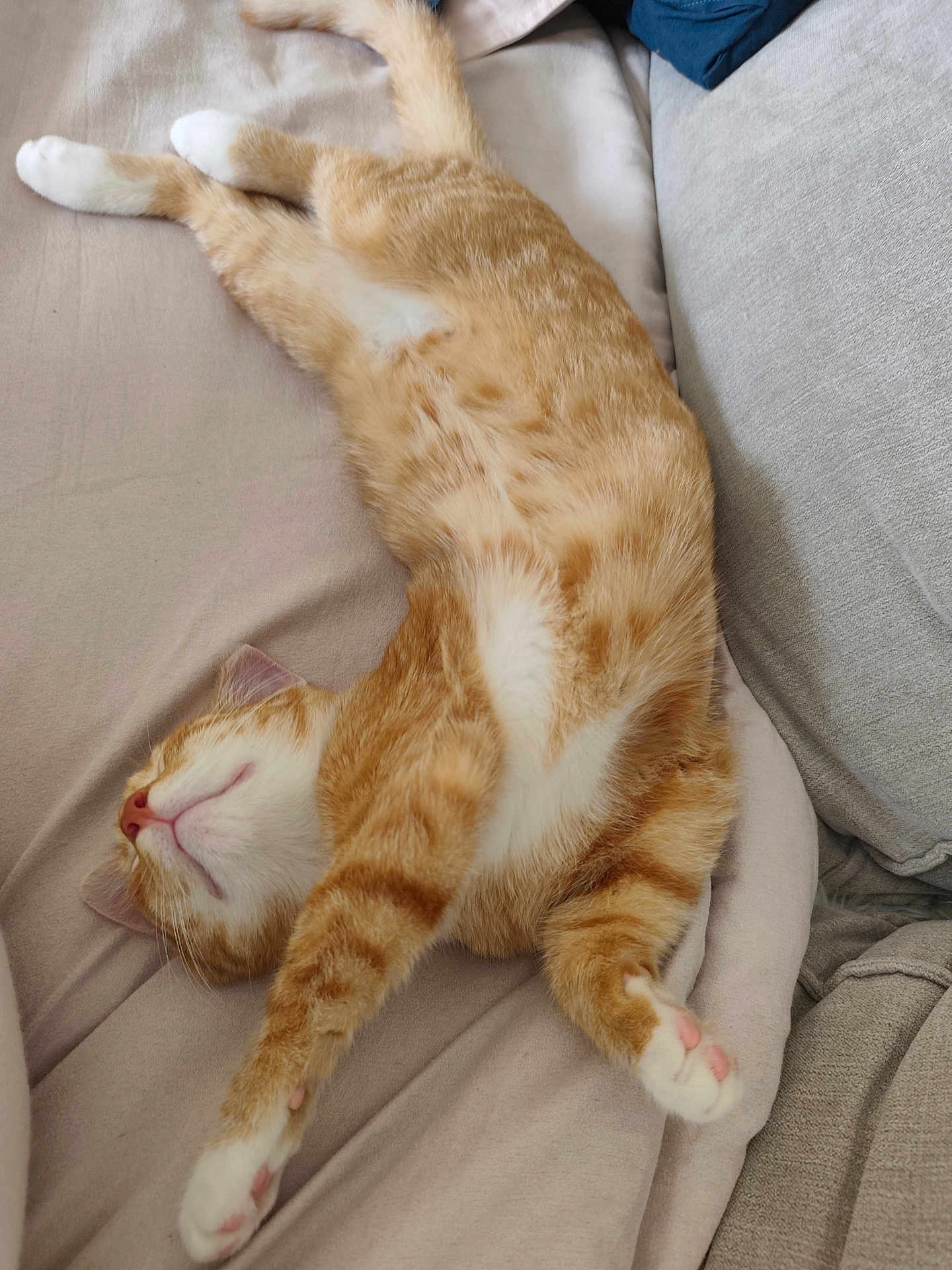 Gribouille a rejoint le concours — aidez-le/la à gagner de superbes lots ! cat, ginger_cat, sleeping, relaxing, feline, pet, indoor, couch, cozy, fur, whiskers, paws, pink_nose, stretching, comfort, domestic_animal, animal, bedroom, rest, cute