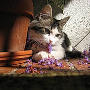 Lizzy joined the competition — help win amazing prizes! cat, kitten, flower, purple_flower, terracotta_pot, brick_floor, sunlight, shadow, whiskers, fur, playful, curious, pet, animal, cute, indoor, wall, relaxing, nature, closeup