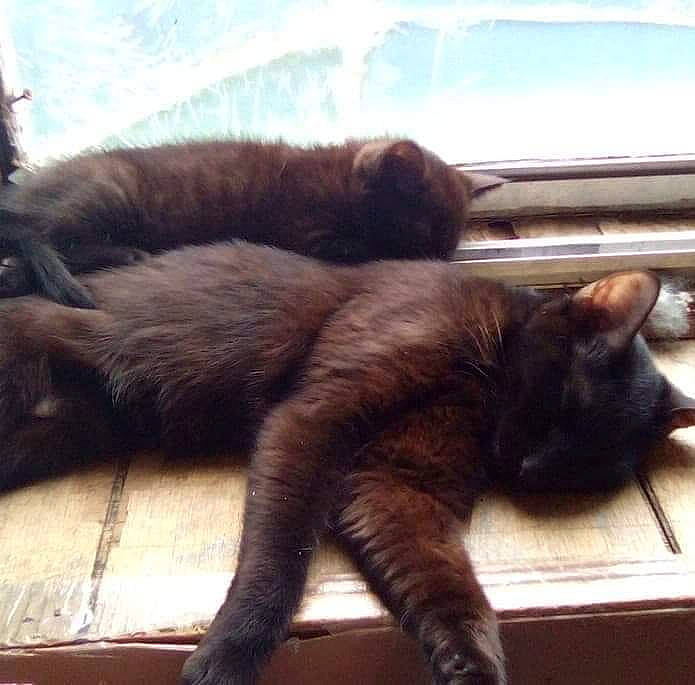 Precious joined the competition — help win amazing prizes! black_cat, carnivore, cat, claw, comfort, domestic_short_haired_cat, felidae, fur, human_leg, mammal, metal, paw, plant, small_to_medium_sized_cats, square, tail, terrestrial_animal, vertebrate, whiskers, wood