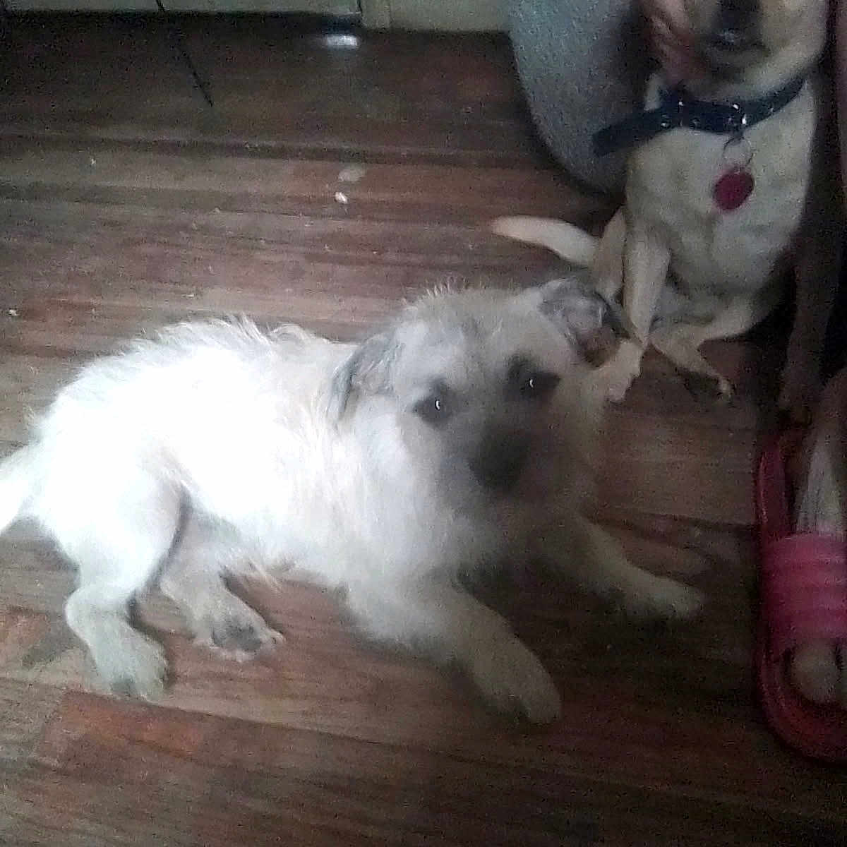 Benji joined the competition — help win amazing prizes! animal, collar, companion, cute, dog, domestic, floor, footwear, fur, home, indoor, lying_down, paws, person, pet, relaxed, sandals, sitting, two_dogs, wooden_floor