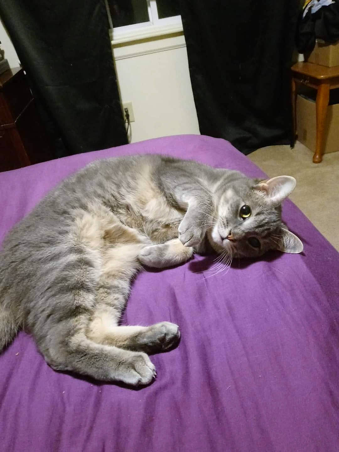 Jada joined the competition — help win amazing prizes! carnivore, cat, chair, claw, comfort, domestic_short_haired_cat, felidae, fur, furniture, grey, linens, nap, paw, small_to_medium_sized_cats, table, tail, vertebrate, whiskers