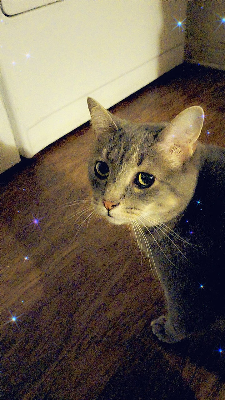 Jada is registered to the contest to win money with this photo: carnivore, cat, domestic_short_haired_cat, door, eye, fawn, felidae, flooring, fur, hardwood, paw, small_to_medium_sized_cats, tail, terrestrial_animal, varnish, whiskers, window, wood, wood_flooring, wood_stain