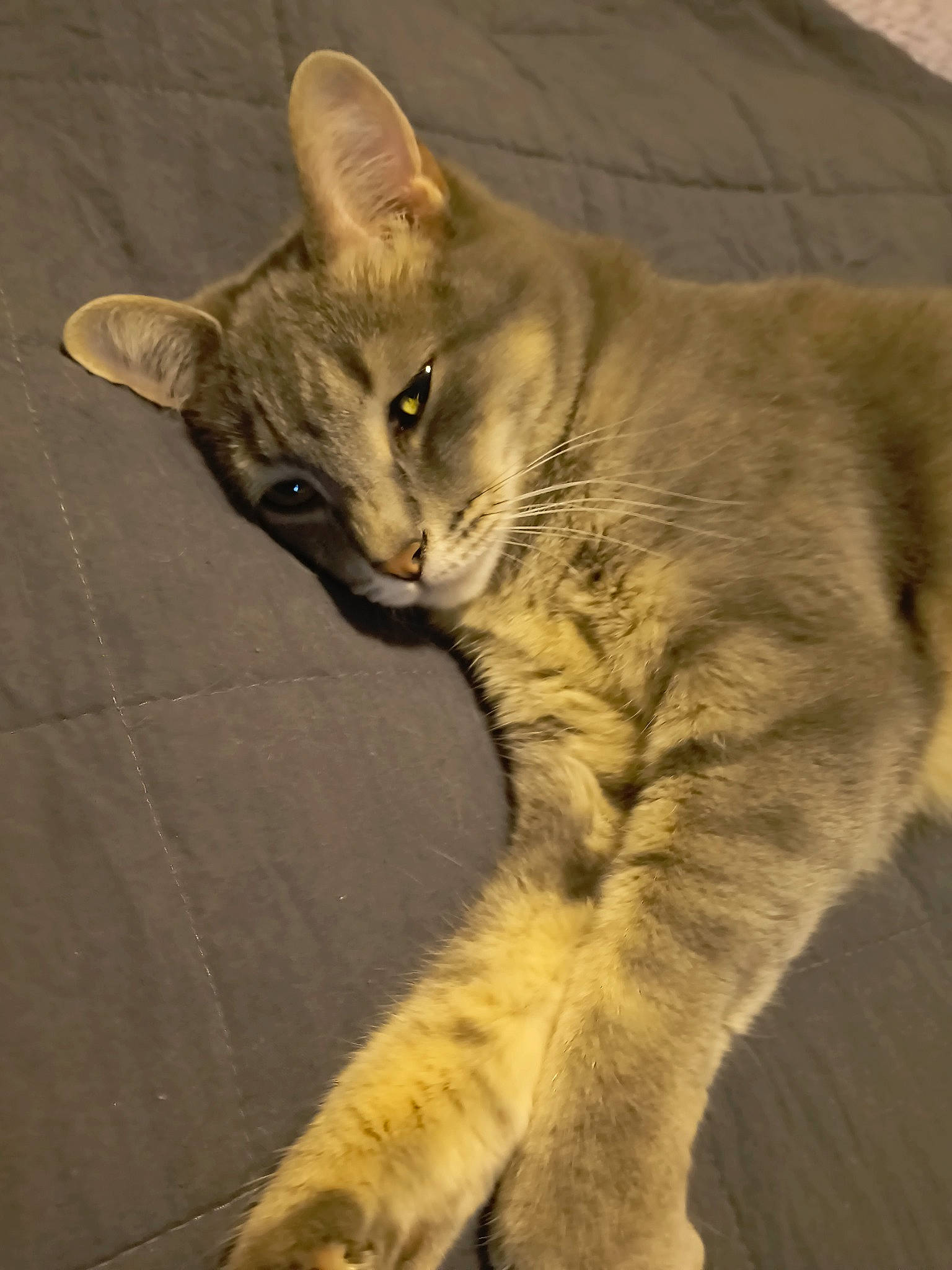 Jada is registered to the contest to win money with this photo: carnivore, cat, claw, domestic_short_haired_cat, fawn, felidae, fur, gesture, paw, small_to_medium_sized_cats, snout, tail, terrestrial_animal, whiskers, wildlife