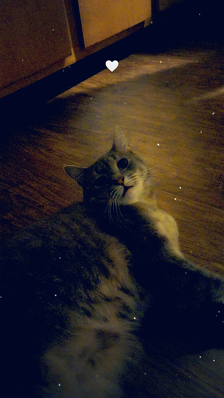 Jada is registered to the contest to win money with this photo: asphalt, atmosphere, carnivore, cat, cloud, domestic_short_haired_cat, felidae, flooring, lighting, road_surface, sky, small_to_medium_sized_cats, snout, sunlight, tail, tints_and_shades, vertebrate, whiskers, window, wood