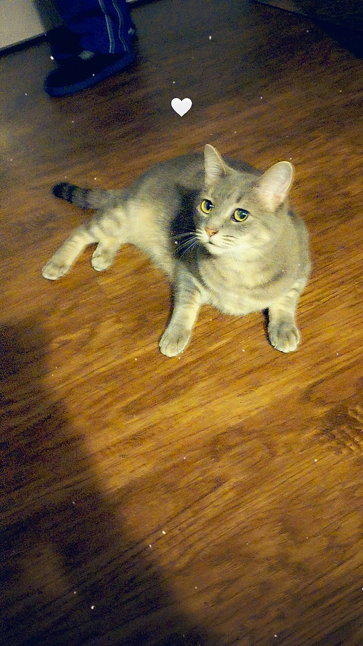 Jada joined the competition — help win amazing prizes! carnivore, cat, cat_toy, domestic_short_haired_cat, fawn, felidae, floor, flooring, fur, hardwood, laminate_flooring, paw, small_to_medium_sized_cats, snout, tail, varnish, whiskers, wood, wood_flooring, wood_stain