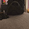 Lavina is registered to the contest to win money with this photo: dog, black_dog, close_up, indoor, pet, paw, face, resting, curious, blurred_background, sofa, cozy, animal, canine, room, doorway, artwork, texture, portrait, companion