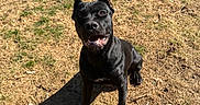 Lavina joined the competition — help win amazing prizes! dog, black_dog, outdoor, grass, sunlight, shadow, fence, pet, animal, happy, sitting, canine, daylight, nature, yard, smile, cute, domestic_animal, playful, friendly