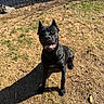 dog, black_dog, outdoor, grass, sunlight, shadow, fence, pet, animal, happy, sitting, canine, daylight, nature, yard, smile, cute, domestic_animal, playful, friendly