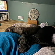 Lavina is registered to the contest to win money with this photo: dog, sleeping, bed, blanket, indoor, fan, television, floor, pillow, rest, cozy, black_dog, brown_dog, relaxation, quiet, home, living_room, nap, furniture, comfort
