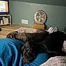 dog, sleeping, bed, blanket, indoor, fan, television, floor, pillow, rest, cozy, black_dog, brown_dog, relaxation, quiet, home, living_room, nap, furniture, comfort
