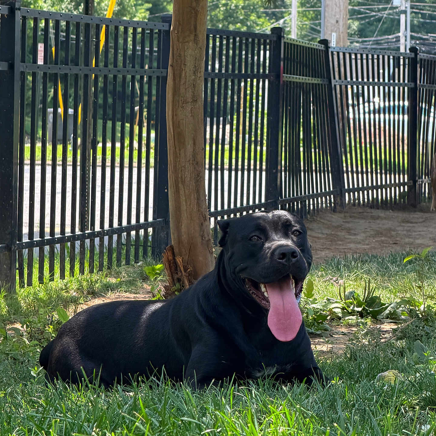 Lavina is registered to the contest to win money with this photo: dog, black_dog, grass, tree, outdoor, sunlight, shade, tongue_out, pet, animal, fence, nature, happy, canine, summer, relaxing, greenery, daytime, park, leisure