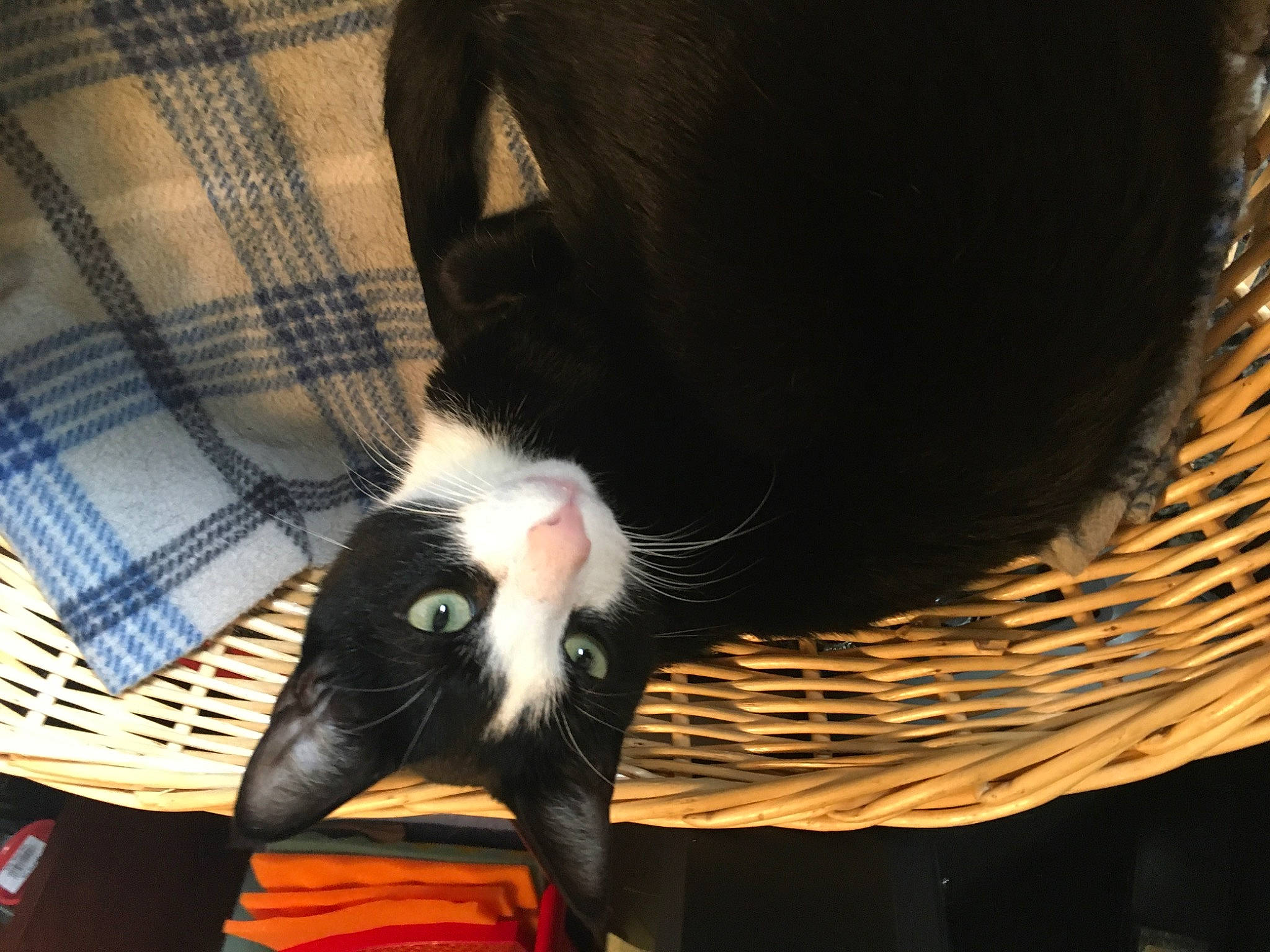 Batman joined the competition — help win amazing prizes! beak, canidae, carnivore, claw, comfort, domestic_short_haired_cat, felidae, foot, fur, human_leg, paw, small_to_medium_sized_cats, sporting_group, tail, terrestrial_animal, whiskers, wing