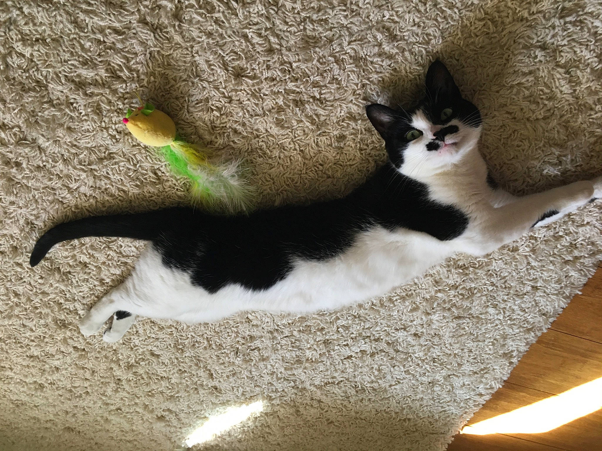 Tinky is registered to the contest to win money with this photo: art, carnivore, cat, cat_furniture, comfort, domestic_short_haired_cat, felidae, fur, grass, paw, road_surface, shadow, sitting, small_to_medium_sized_cats, snout, tail, whiskers, wood