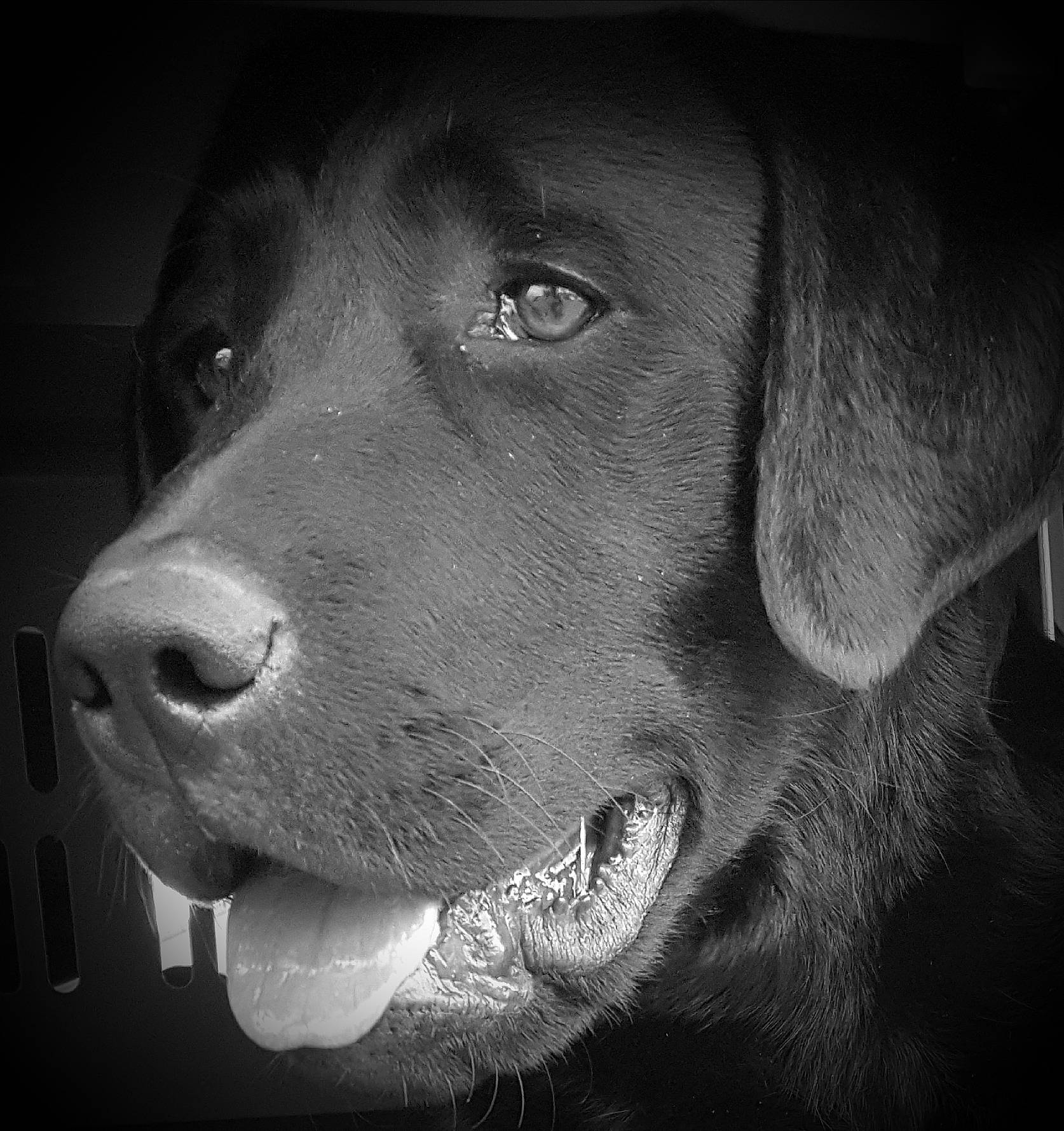 Orca a rejoint le concours — aidez-le/la à gagner de superbes lots ! beagador, black, black_and_white, borador, canidae, carnivore, dog, dog_breed, labrador_retriever, mammal, monochrome, monochrome_photography, nose, photography, pointing_breed, retriever, snout, sporting_group, vertebrate, whiskers