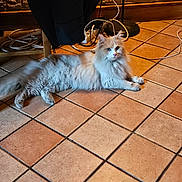 Spirou a rejoint le concours — aidez-le/la à gagner de superbes lots ! animal, cables, cat, chair_leg, cozy, cream_colored, domestic_cat, floor_tiles, fluffy_cat, fur, household, indoor, jacket, long_hair, looking, pet, quiet, relaxed, resting, wall
