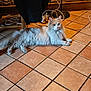 animal, cables, cat, chair_leg, cozy, cream_colored, domestic_cat, floor_tiles, fluffy_cat, fur, household, indoor, jacket, long_hair, looking, pet, quiet, relaxed, resting, wall