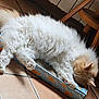 animal, cardboard_box, cat, cozy, cute, domestic, feline, fluffy, furniture, indoor, lazy, paws, pet, relaxed, resting, scratch_box, sleeping, tail, tile_floor, whiskers