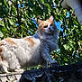 Spirou a rejoint le concours — aidez-le/la à gagner de superbes lots ! alert, animal, blue_sky, branch, cat, curious, daylight, fence, fluffy, fur, garden, green_leaves, mammal, nature, outdoor, pet, sunlight, tree, walking, whiskers