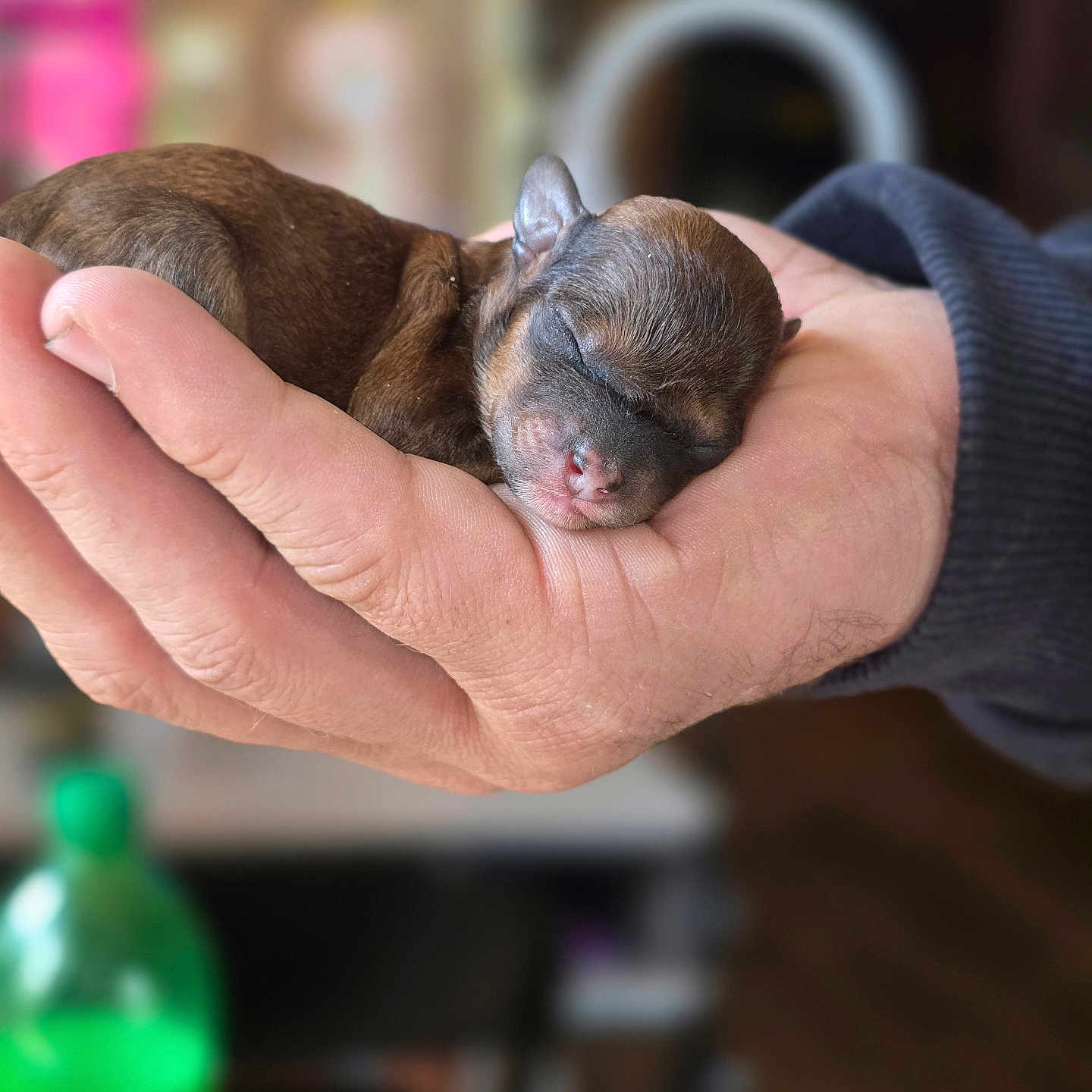 Nugget joined the competition — help win amazing prizes! animal, baby, beverage, bodypart, bottle, bulldog, canine, cat, chihuahua, dog, finger, goat, hand, kitten, livestock, person, pet, pitbull, puppy, waterbottle