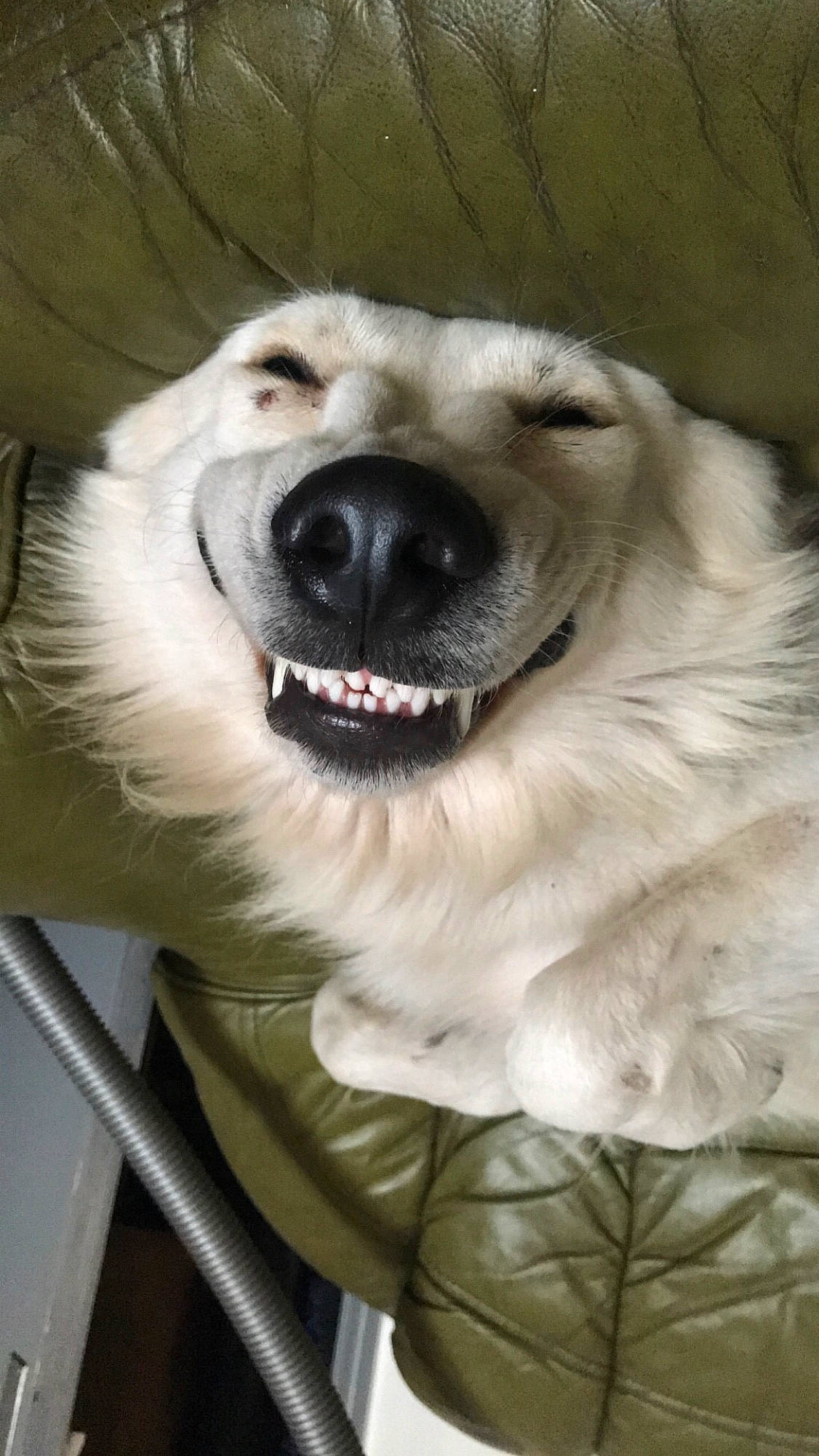 Loco participe au concours pour gagner de l'argent avec cette photo : ancient_dog_breeds, canidae, carnivore, collar, companion_dog, dog, dog_breed, dog_collar, fang, fawn, fur, jaw, kuvasz, non_sporting_group, paw, shout, snout, sporting_group, whiskers, working_dog