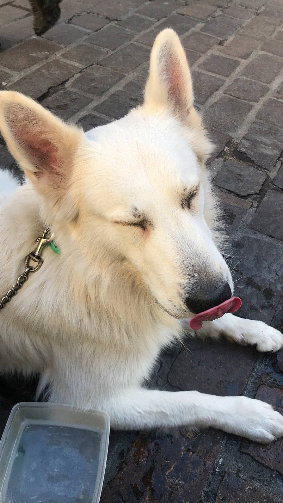 Loco participe au concours pour gagner de l'argent avec cette photo : ancient_dog_breeds, canidae, canis, carnivore, collar, companion_dog, dog, dog_breed, dog_supply, fawn, fur, mobile_phone, non_sporting_group, snout, sporting_group, tail, terrestrial_animal, whiskers, working_animal, working_dog