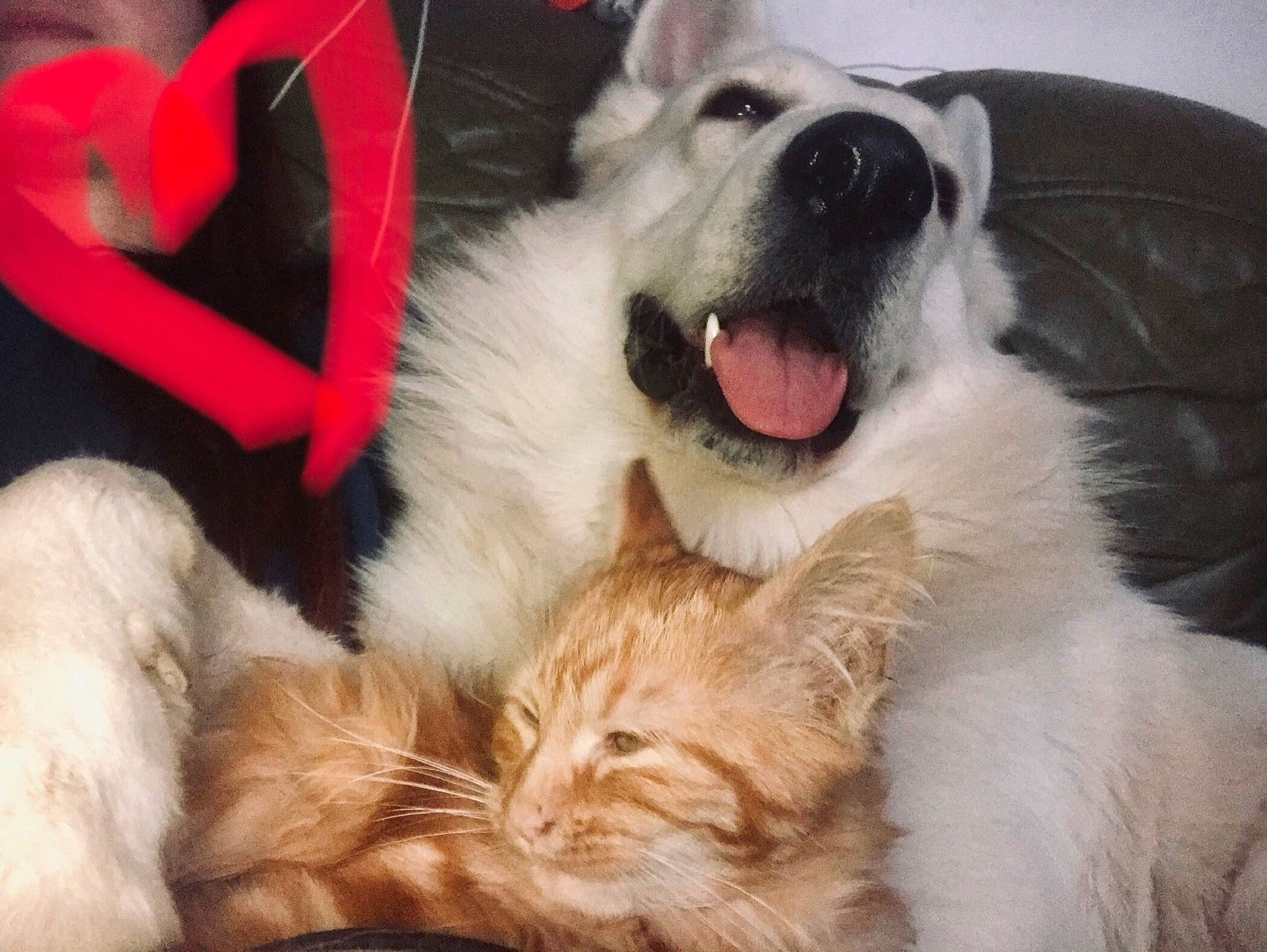 Loco a rejoint le concours — aidez-le/la à gagner de superbes lots ! ancient_dog_breeds, canidae, carnivore, cat, comfort, companion_dog, dog, dog_breed, dog_supply, fang, fawn, felidae, fur, great_pyrenees, happy, livestock_guardian_dog, paw, snout, whiskers, working_dog