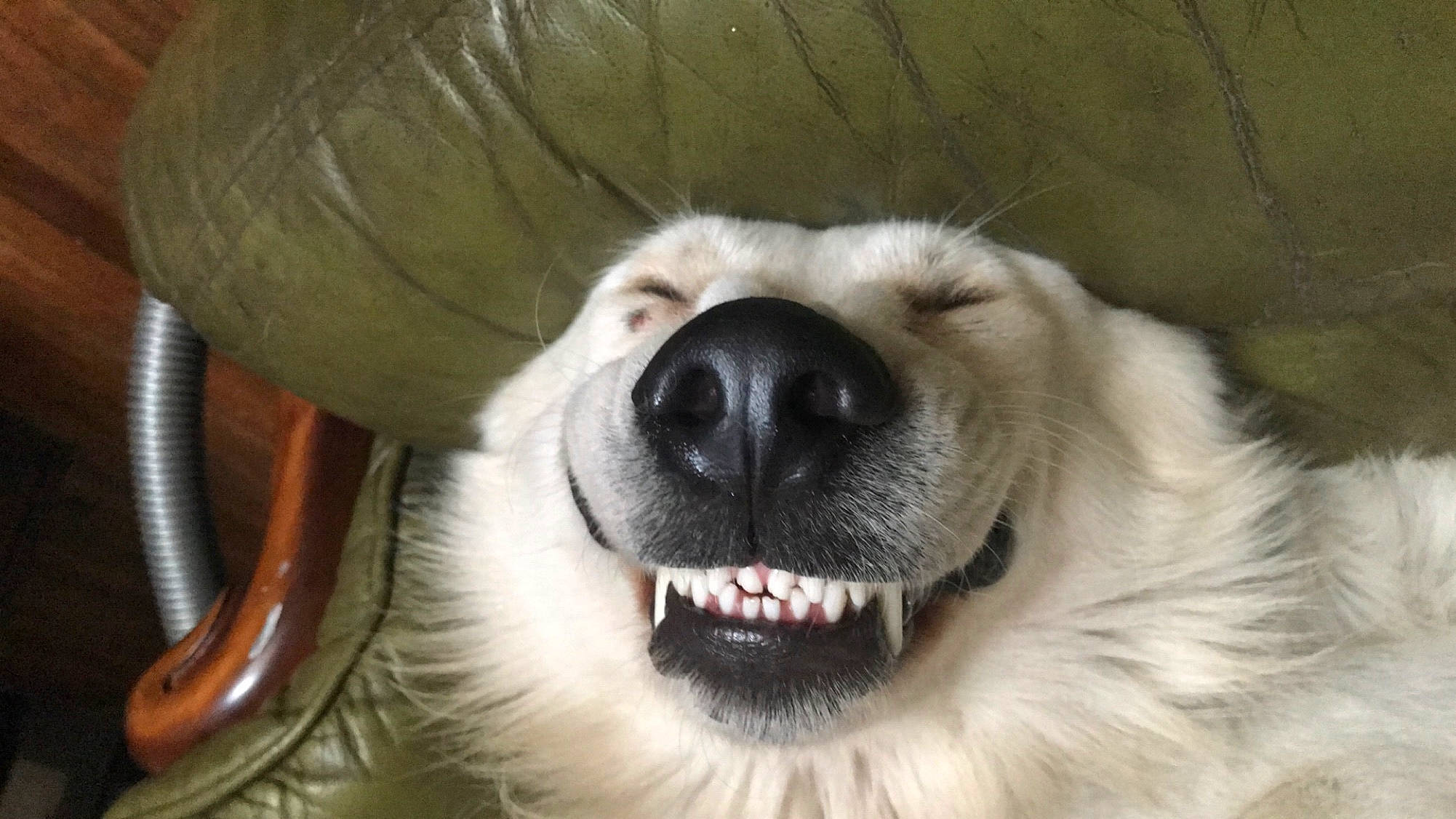 Loco participe au concours pour gagner de l'argent avec cette photo : canidae, carnivore, companion_dog, dog, dog_breed, ear, fang, fawn, fur, iris, jaw, nose, paw, puppy, snout, sporting_group, volpino_italiano, whiskers, working_animal, working_dog