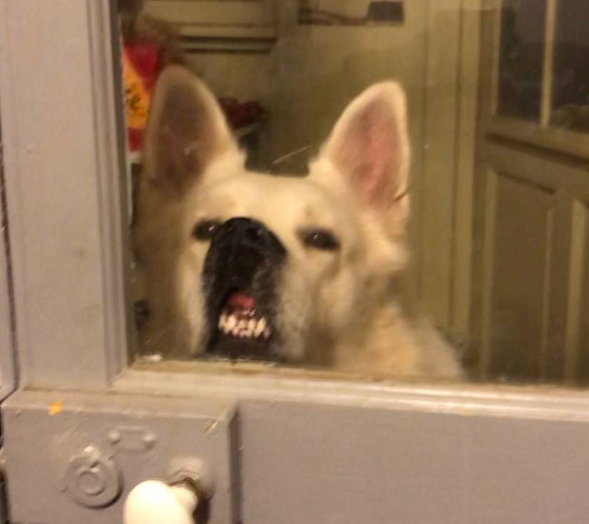 Loco participe au concours pour gagner de l'argent avec cette photo : canidae, carnivore, companion_dog, dog, dog_breed, door, fang, fawn, felidae, fur, jaw, non_sporting_group, snout, sporting_group, terrestrial_animal, toy_dog, whiskers, working_animal