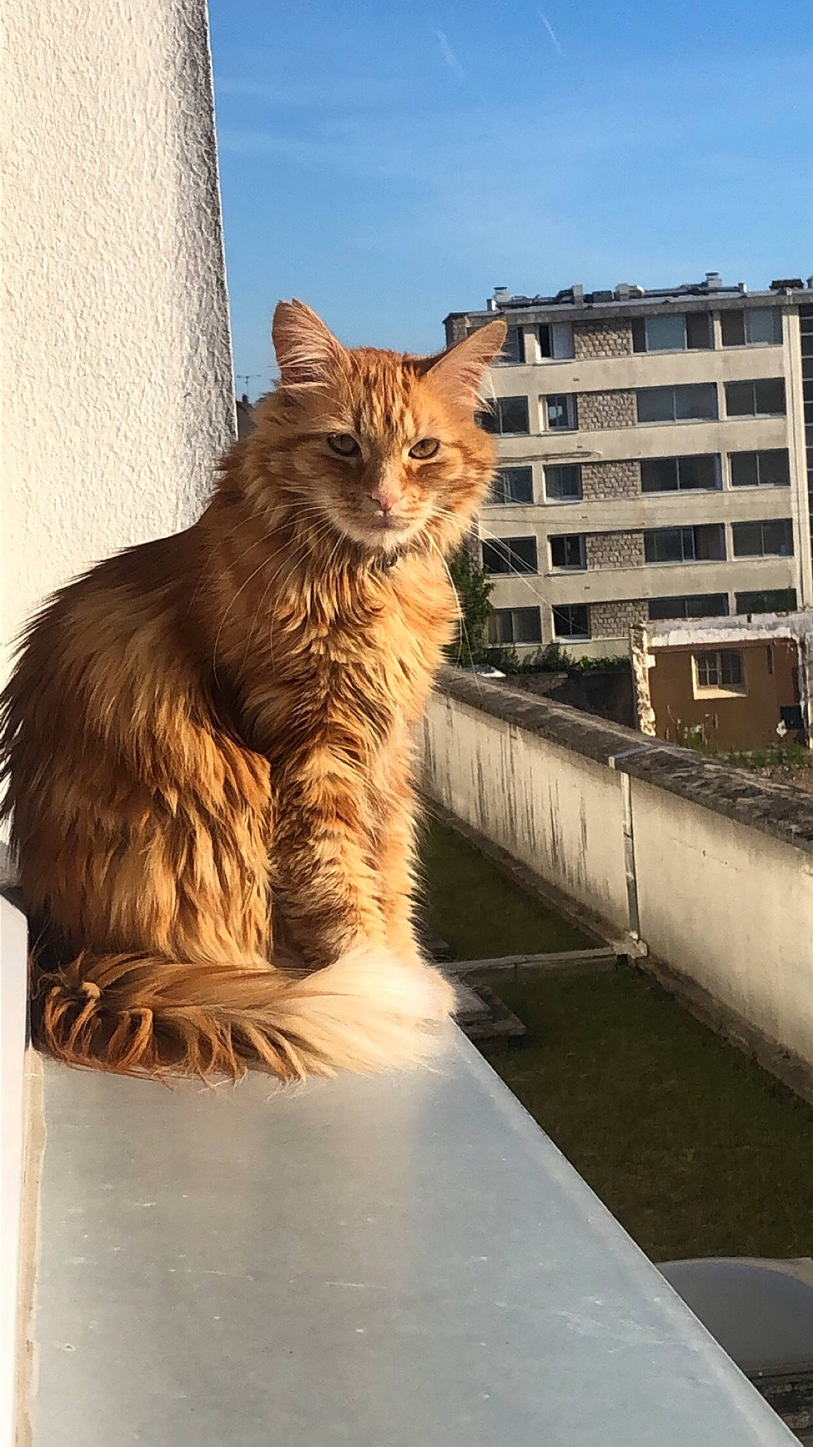 Patrick participe au concours pour gagner de l'argent avec cette photo : building, carnivore, cat, domestic_short_haired_cat, fawn, felidae, fur, maine_coon, plant, road_surface, roof, sitting, sky, small_to_medium_sized_cats, snout, street, tail, whiskers, window, wood