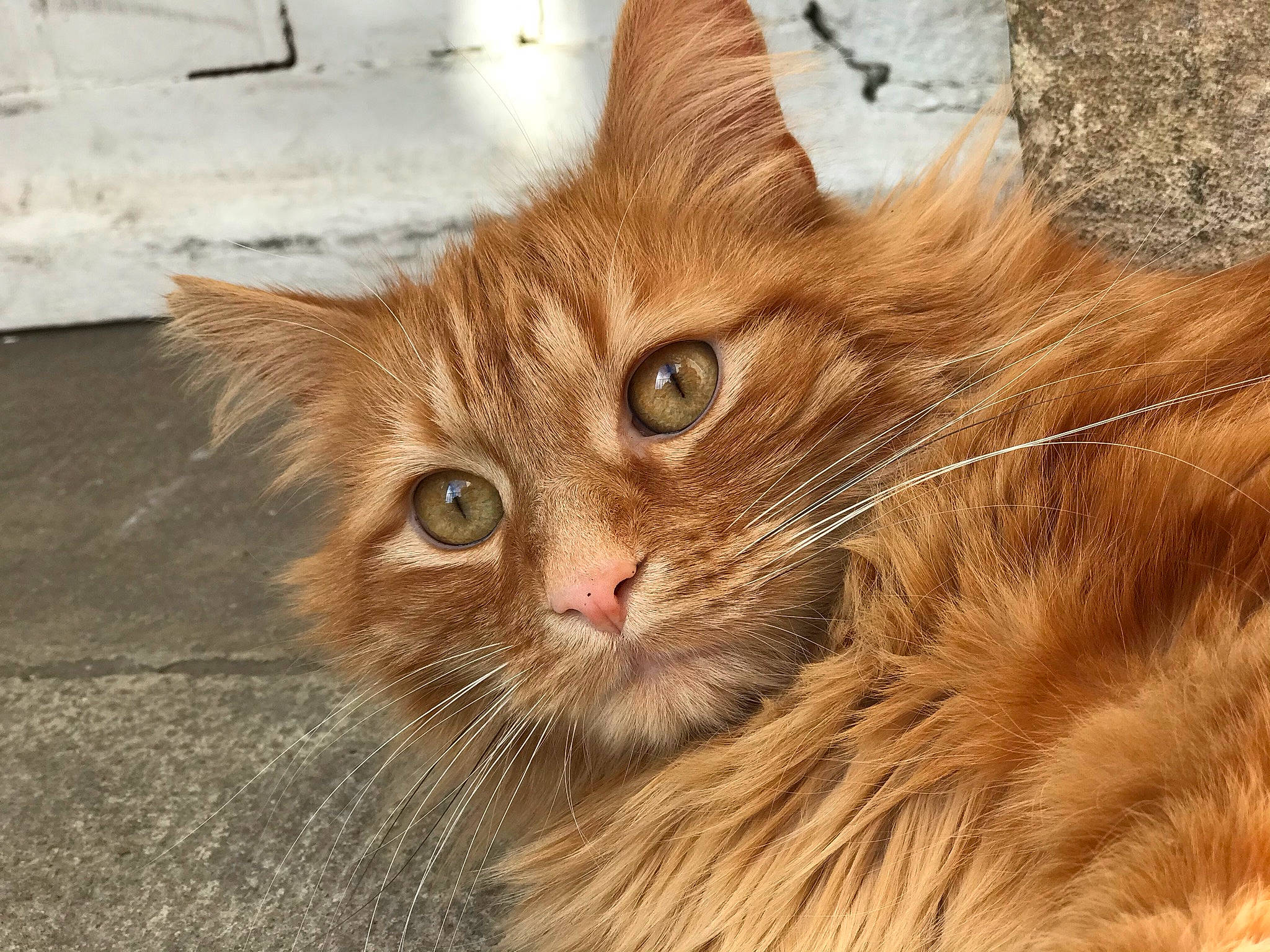 Patrick participe au concours pour gagner de l'argent avec cette photo : carnivore, cat, claw, domestic_short_haired_cat, eye, fawn, felidae, fur, maine_coon, paw, small_to_medium_sized_cats, snout, tail, terrestrial_animal, whiskers, wildlife, window, wood