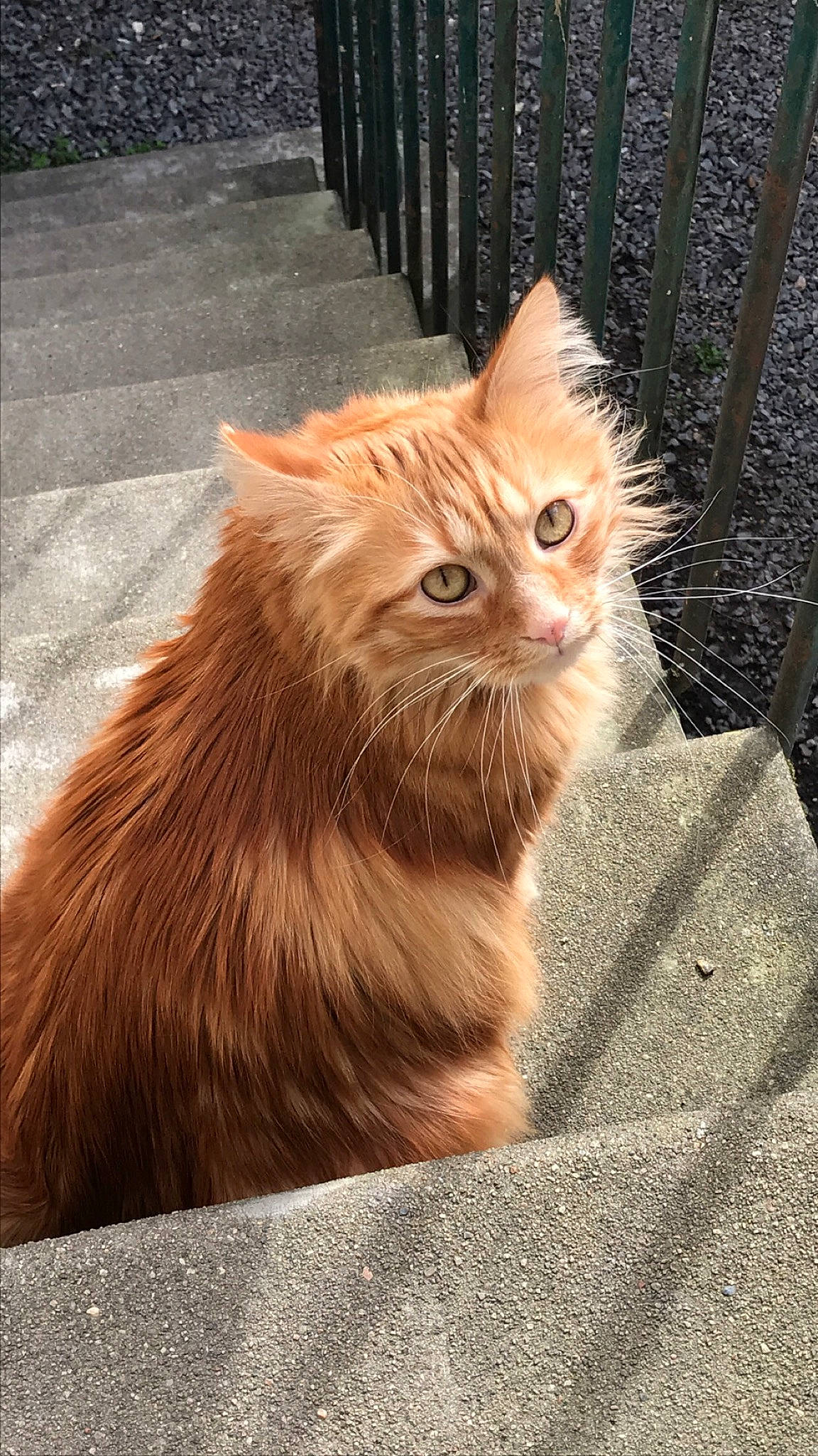 Patrick a rejoint le concours — aidez-le/la à gagner de superbes lots ! carnivore, cat, claw, domestic_short_haired_cat, eye, fawn, felidae, flooring, fur, hair, iris, plant, road_surface, small_to_medium_sized_cats, snout, tail, terrestrial_animal, whiskers, window, wood