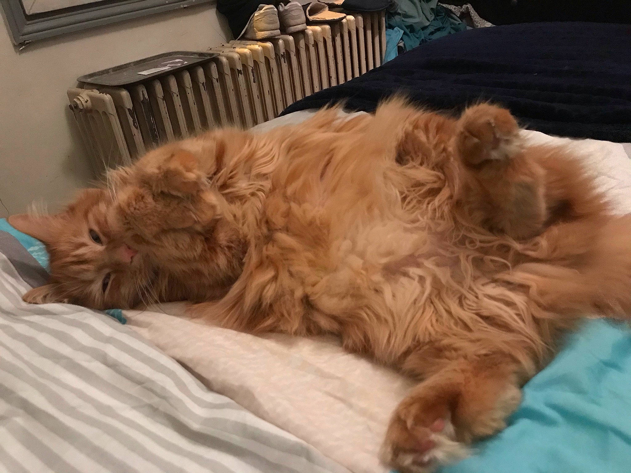 Patrick participe au concours pour gagner de l'argent avec cette photo : canidae, carnivore, chair, comfort, companion_dog, dog, dog_breed, dog_supply, fawn, felidae, fur, liver, pet_supply, small_to_medium_sized_cats, snout, spaniel, sporting_group, terrier, whiskers, working_animal