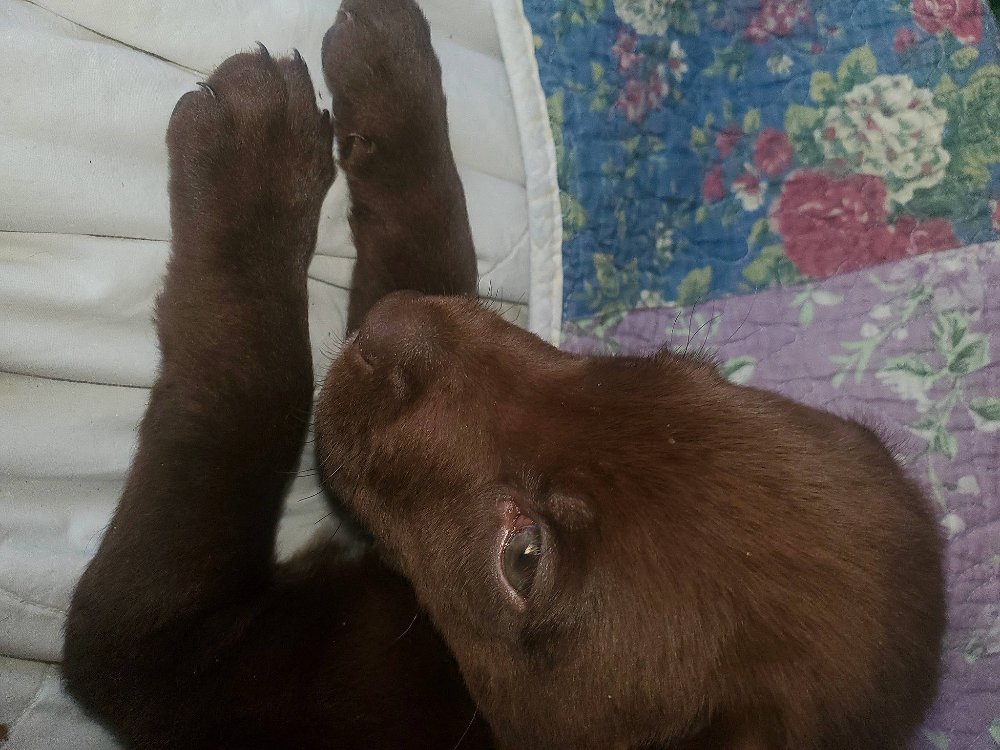 Rhett is registered to the contest to win money with this photo: carnivore, comfort, companion_dog, dog, dog_breed, ear, fawn, fur, gesture, gun_dog, linens, liver, natural_material, pet_supply, snout, sporting_group, terrestrial_animal, working_animal, wrinkle, wrist