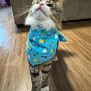 Zo is registered to the contest to win money with this photo: cat, tabby, bandana, blue_bandana, party_hat_pattern, indoor, wood_floor, furniture, couch, pink_chair, pet, curious, whiskers, standing, fur, domestic_cat, closeup, cute, animal, household