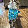 cat, tabby, bandana, blue_bandana, party_hat_pattern, indoor, wood_floor, furniture, couch, pink_chair, pet, curious, whiskers, standing, fur, domestic_cat, closeup, cute, animal, household