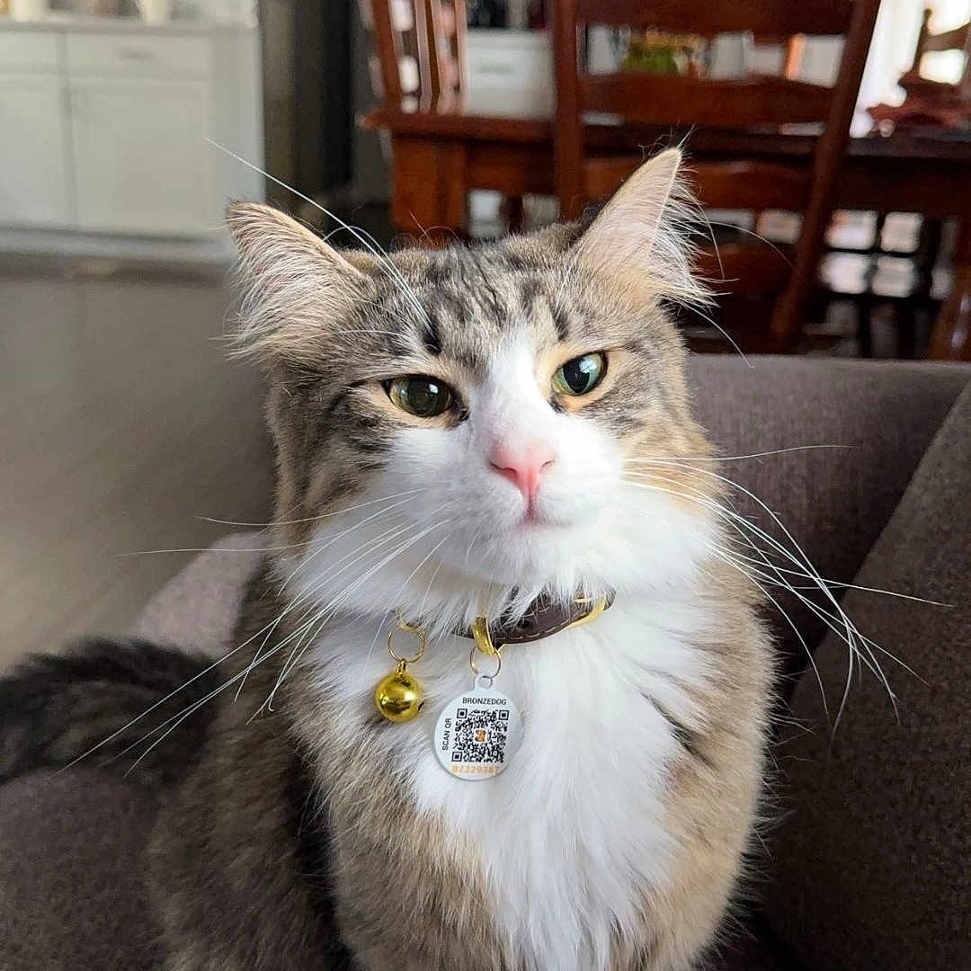 Zo is registered to the contest to win money with this photo: cat, tabby_cat, pet, feline, collar, bell, qr_code_tag, indoor, couch, furniture, kitchen, dining_table, chair, wooden_chair, refrigerator, home, domestic_animal, whiskers, fur, animal_portrait