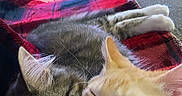 Zo joined the competition — help win amazing prizes! cat, cats, snuggling, sleeping, cozy, blanket, plaid, red, black, feline, pets, indoor, relaxing, cute, animal, domestic, soft, fur, whiskers, resting