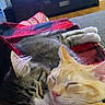cat, cats, snuggling, sleeping, cozy, blanket, plaid, red, black, feline, pets, indoor, relaxing, cute, animal, domestic, soft, fur, whiskers, resting