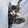 Zo is registered to the contest to win money with this photo: kitten, cat, pet, animal, feline, young, cute, fluffy, white_blanket, cozy, paw, sleepy, domestic_animal, fur, whiskers, indoor, resting, soft, close_up, adorable
