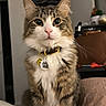 Zo is registered to the contest to win money with this photo: cat, tabby, fluffy, collar, indoor, pet, curious, whiskers, fur, sitting, closeup, portrait, domestic_animal, feline, animal, cute, eyes, nose, paws, household