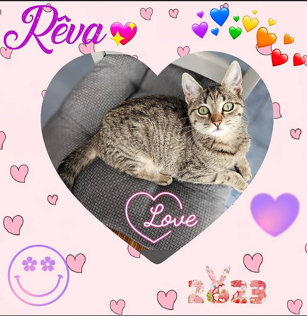 Rêva a rejoint le concours — aidez-le/la à gagner de superbes lots ! art, carnivore, cat, creative_arts, domestic_short_haired_cat, felidae, font, fur, illustration, internet_meme, magenta, organism, pattern, paw, photo_caption, pink, small_to_medium_sized_cats, snout, tail, whiskers