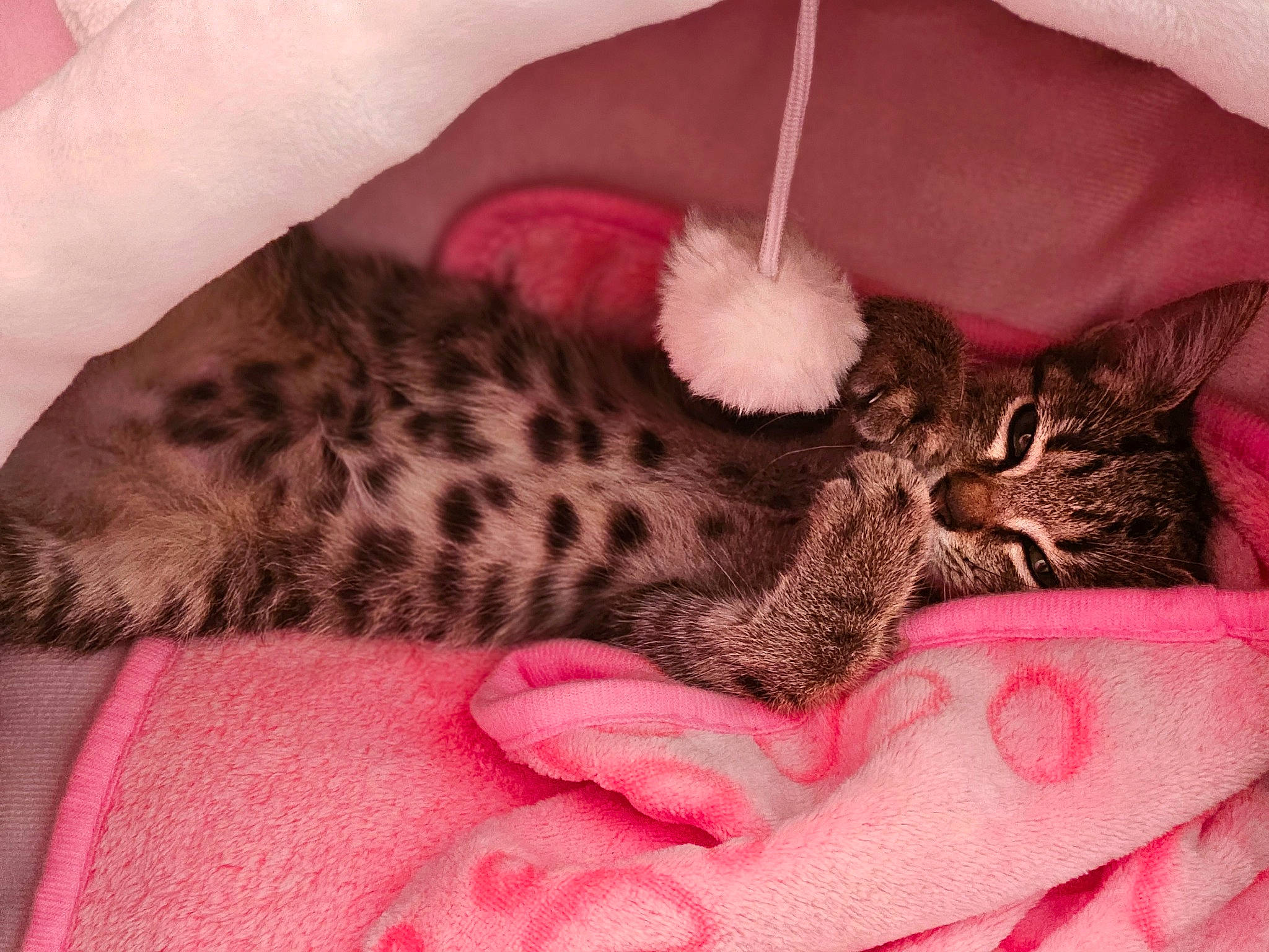 Rêva participe au concours pour gagner de l'argent avec cette photo : baby, bed, carnivore, cat, cat_bed, cat_supply, claw, comfort, domestic_short_haired_cat, fawn, felidae, fur, linens, nap, pattern, paw, small_to_medium_sized_cats, tail, terrestrial_animal, whiskers