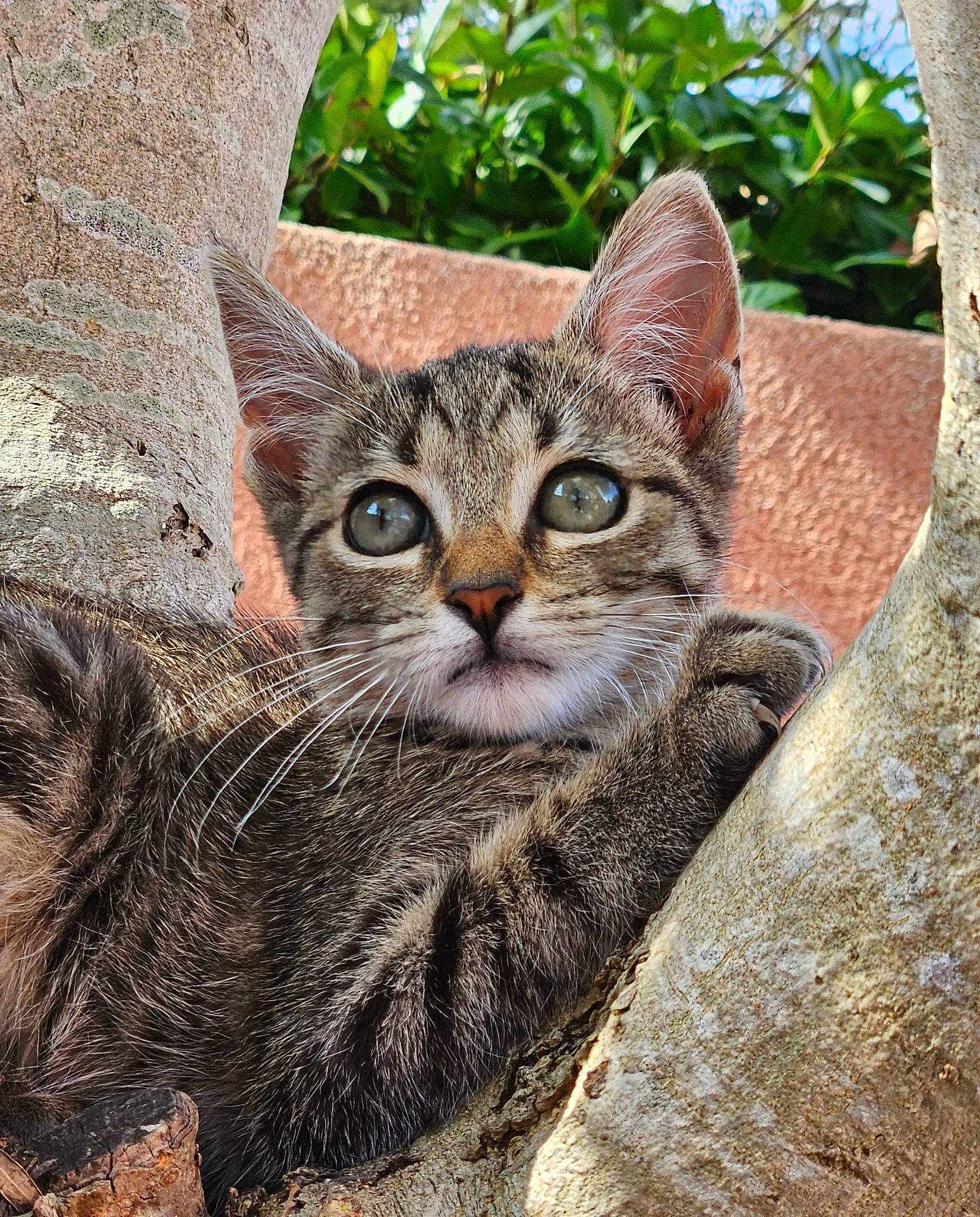 Rêva a rejoint le concours — aidez-le/la à gagner de superbes lots ! carnivore, cat, domestic_short_haired_cat, eye, felidae, fur, grass, organism, paw, small_to_medium_sized_cats, snout, tail, terrestrial_animal, tree, trunk, whiskers, wildlife