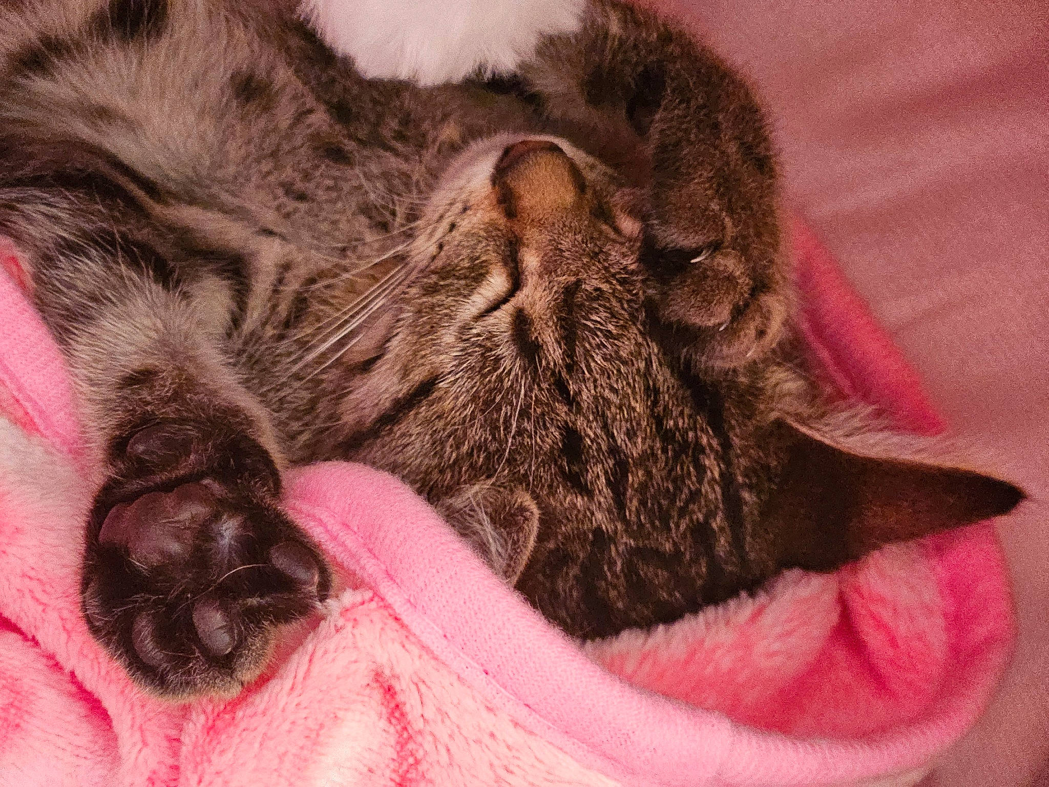 Rêva participe au concours pour gagner de l'argent avec cette photo : black_cat, carnivore, cat, claw, close_up, comfort, domestic_short_haired_cat, eye, fawn, felidae, foot, fur, liver, nap, paw, sleep, small_to_medium_sized_cats, snout, terrestrial_animal, whiskers