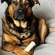 Buddy is registered to the contest to win money with this photo: animal, black, bone, brown, canine, chain_collar, closeup, companion, couch, dog, domestic_animal, friendly, fur, indoor, looking_at_camera, paw, pet, portrait, relaxed, sitting